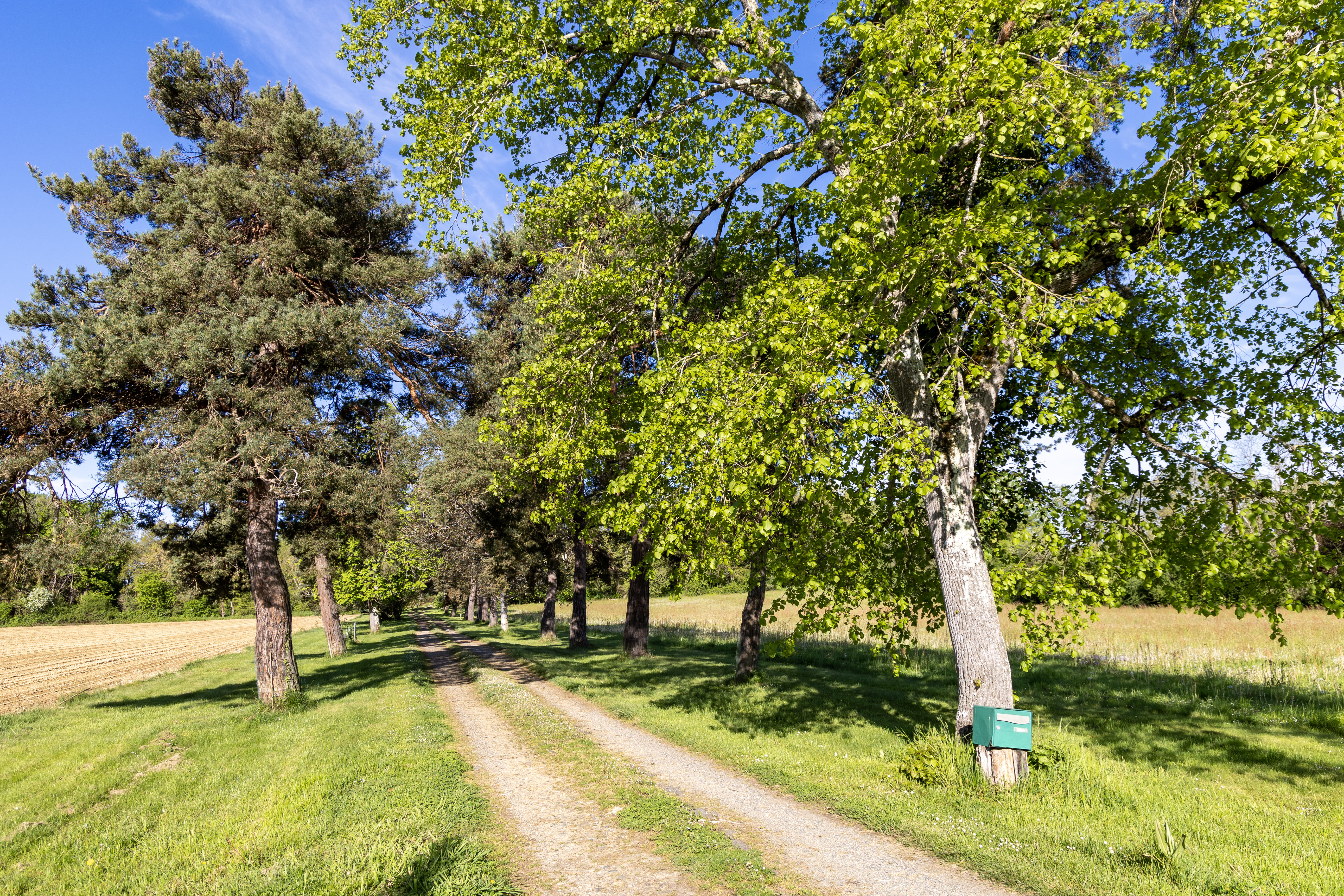 Un chemin de terre bordé d'arbres avec un ciel bleu en arrière-plan, menant vers un champ verdoyant. C'est l'entrée du Gîte que l'on voit de la route.